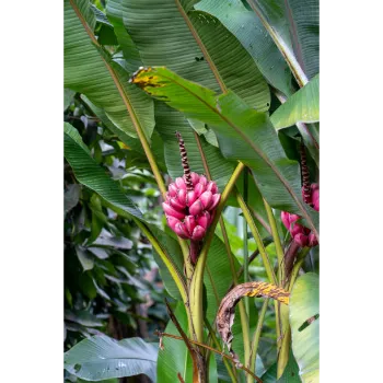 Banana Flower
